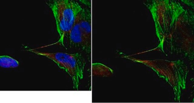 Anti-CD133 (Prominin-1) Antibody, clone 17A6.1 clone 17A6.1, from mouse