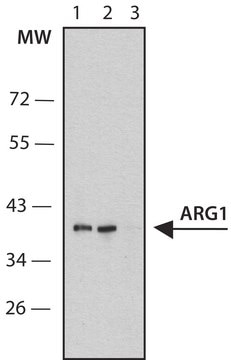 Anti-ARG1 antibody, Mouse monoclonal clone ARG1-3, purified from hybridoma cell culture