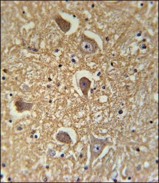 ANTI-HAS2 (CENTER) antibody produced in rabbit IgG fraction of antiserum, buffered aqueous solution