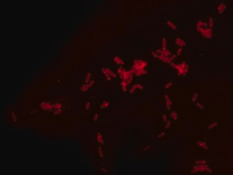 Rhodamine B labeled Polymyxin B Ready Made Solution For fluorescent microbial imaging, 1.1&#160;mg/mL in water