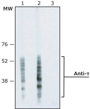 Monoclonal Anti-&#964; (Tau) antibody produced in mouse clone TAU-2, ascites fluid