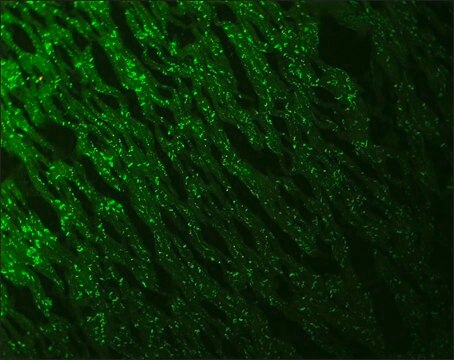 Monoclonal Anti-N-Cadherin antibody produced in mouse clone GC-4, ascites fluid