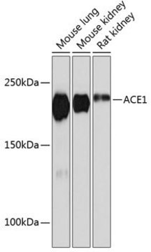 Anti-ACE1 antibody produced in rabbit