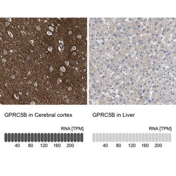 Anti-GPRC5B antibody produced in rabbit Prestige Antibodies&#174; Powered by Atlas Antibodies, affinity isolated antibody, buffered aqueous glycerol solution