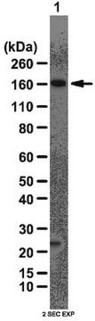 Anti-AS160 Antibody from rabbit, purified by affinity chromatography