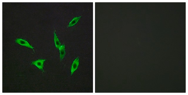 Anti-ADORA2B antibody produced in rabbit affinity isolated antibody