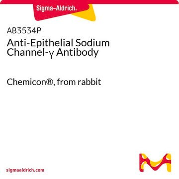 Anti-Epithelial Sodium Channel-&#947; Antibody Chemicon&#174;, from rabbit