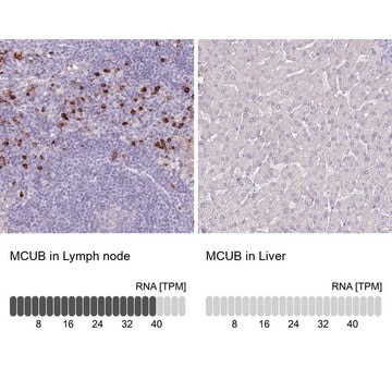 Anti-MCUB antibody produced in rabbit Prestige Antibodies&#174; Powered by Atlas Antibodies, affinity isolated antibody, buffered aqueous glycerol solution