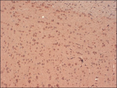 Monoclonal Anti-KCNA4 antibody produced in mouse clone S13-31, 1&#160;mg/mL, purified immunoglobulin