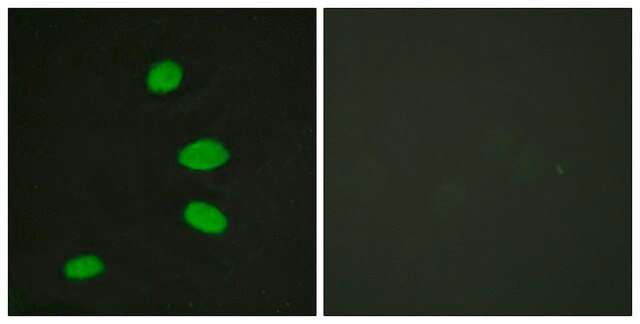 Anti-RBL2, C-Terminal antibody produced in rabbit affinity isolated antibody