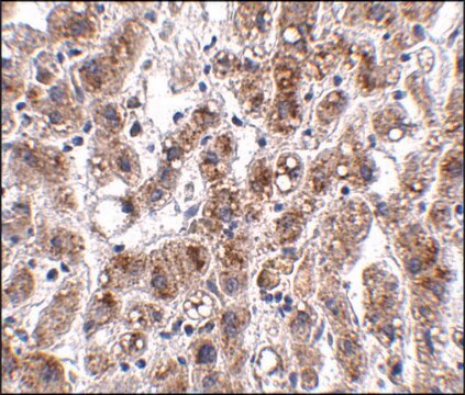 Anti-THEM2 antibody produced in rabbit affinity isolated antibody, buffered aqueous solution