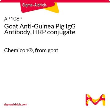 Goat Anti-Guinea Pig IgG Antibody, HRP conjugate Chemicon&#174;, from goat