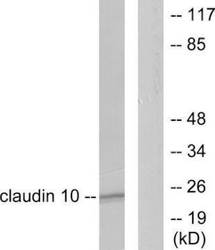 Anti-Claudin 10 antibody produced in rabbit affinity isolated antibody