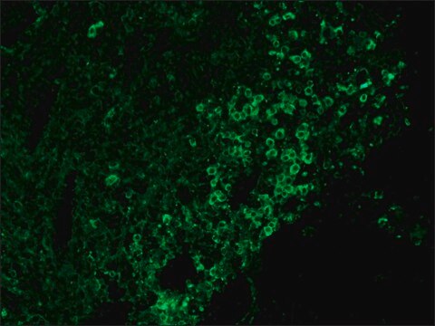 Anti-Chicken IgY (IgG) (whole molecule)&#8722;FITC antibody produced in rabbit IgG fraction of antiserum, buffered aqueous solution