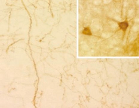 Anti-Serotonin Transporter Antibody, clone 17-7A4 clone 17-7A4, Chemicon&#174;, from mouse