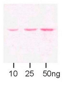 Anti-Maltose Binding Protein Antibody serum, Chemicon&#174;