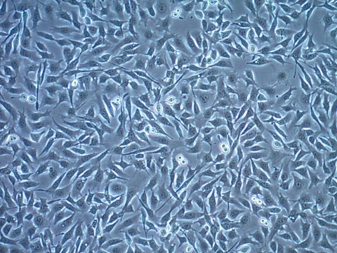 B16-OVA MO4 Mouse Melanoma Cell Line