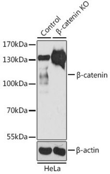 Anti-beta Catenin antibody produced in rabbit