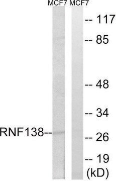 Anti-RNF138 antibody produced in rabbit affinity isolated antibody