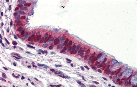 Anti-UBQLN1 antibody produced in rabbit affinity isolated antibody