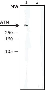 Anti-ATM antibody, Mouse monoclonal clone SYR6D4, purified from hybridoma cell culture