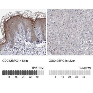 Anti-CDC42BPG antibody produced in rabbit Prestige Antibodies&#174; Powered by Atlas Antibodies, affinity isolated antibody, buffered aqueous glycerol solution