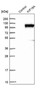 Anti-KIF18A antibody produced in rabbit Prestige Antibodies&#174; Powered by Atlas Antibodies, affinity isolated antibody, buffered aqueous glycerol solution