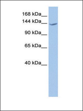 Anti-CACHD1 antibody produced in rabbit affinity isolated antibody