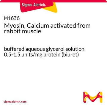 Myosin, Calcium activated from rabbit muscle buffered aqueous glycerol solution, 0.5-1.5&#160;units/mg protein (biuret)