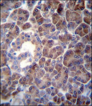 ANTI-PTDSS2 (N-TERM) antibody produced in rabbit IgG fraction of antiserum, buffered aqueous solution