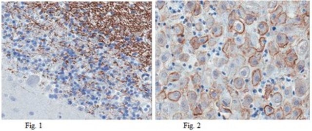 Anti-Sphingosine 1-phosphate receptor 5 (S1P5) Antibody, clone 13F9.1 clone 13F9.1, from mouse