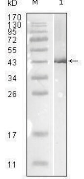 Monoclonal Anti-Influenza B virus Nucleoprotein antibody produced in mouse clone 1A2A11, ascites fluid