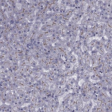 Anti-SLC30A10 antibody produced in rabbit Prestige Antibodies&#174; Powered by Atlas Antibodies, affinity isolated antibody