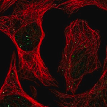 Anti-PLAGL1 antibody produced in rabbit Prestige Antibodies&#174; Powered by Atlas Antibodies, affinity isolated antibody