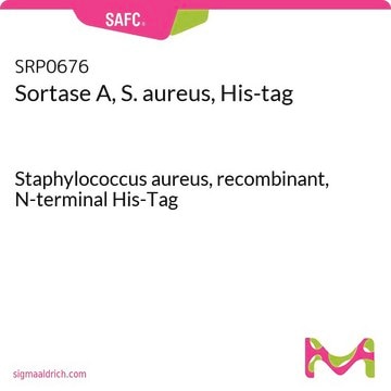 Sortase A, S. aureus, His-tag Staphylococcus aureus, recombinant, N-terminal His-Tag