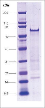 RNA Polymerase II, C-terminal domain, GST tagged human recombinant, expressed in E. coli, &#8805;70% (SDS-PAGE)