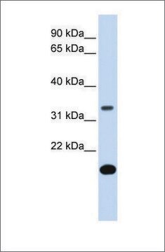 Anti-FST antibody produced in rabbit affinity isolated antibody