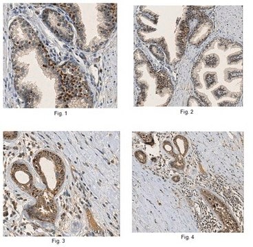 Anti-SFRP2 Antibody, clone 80.8.6, azide free clone 80.8.6, from mouse