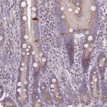 Anti-MAN1B1 antibody produced in rabbit Prestige Antibodies&#174; Powered by Atlas Antibodies, affinity isolated antibody, buffered aqueous glycerol solution