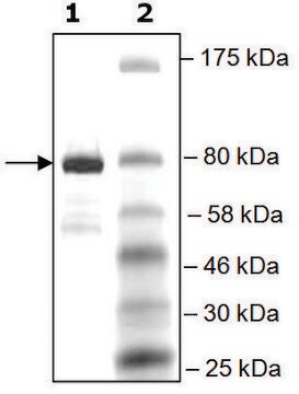 BRD4, BD1, BD2 (49-460) GST tag human recombinant, expressed in E. coli, &#8805;80% (SDS-PAGE)