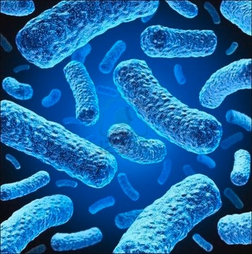 Rosetta Competent Cells - Novagen Rosetta host strains are BL21 derivatives designed to enhance the expression of eukaryotic proteins that contain codons rarely used in E. coli.