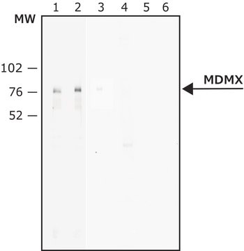 Anti-MDMX antibody, Mouse monoclonal clone MDMX-82, purified from hybridoma cell culture