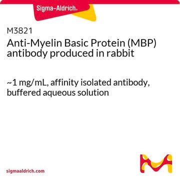 Anti-Myelin Basic Protein (MBP) antibody produced in rabbit ~1&#160;mg/mL, affinity isolated antibody, buffered aqueous solution