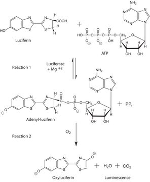 Luciferase from Photinus pyralis (firefly) recombinant, expressed in E. coli, buffered aqueous solution, &#8805;10×1010&#160;units/mg protein