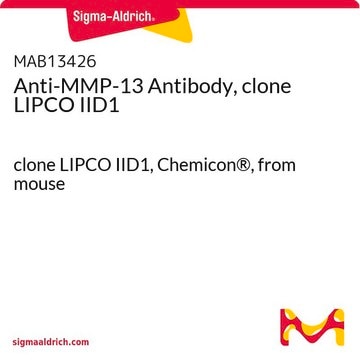 Anti-MMP-13 Antibody, clone LIPCO IID1 clone LIPCO IID1, Chemicon&#174;, from mouse