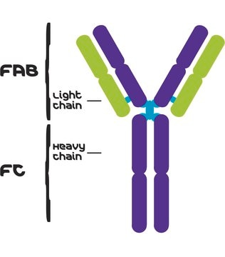 IgG from human serum reagent grade, &#8805;95% (HPLC), buffered aqueous solution