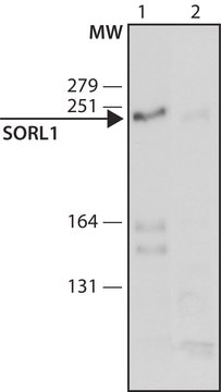 Anti-SORL1 (C-terminal) antibody produced in rabbit ~1.0&#160;mg/mL, affinity isolated antibody, buffered aqueous solution