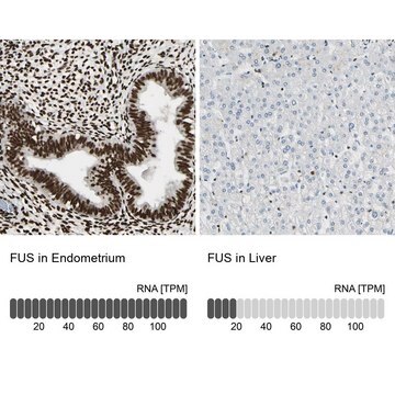 Anti-FUS antibody produced in rabbit Prestige Antibodies&#174; Powered by Atlas Antibodies, affinity isolated antibody, buffered aqueous glycerol solution