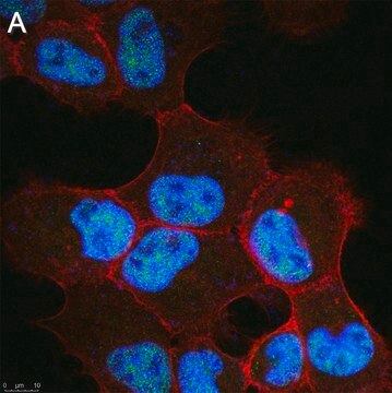 Anti-VGLL4 Antibody, clone 1K23 ZooMAb&#174; Rabbit Monoclonal recombinant, expressed in HEK 293 cells