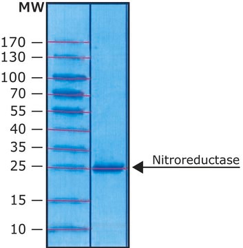 Nitroreductase from Escherichia coli &#8805;90% (SDS-PAGE), recombinant, expressed in E. coli